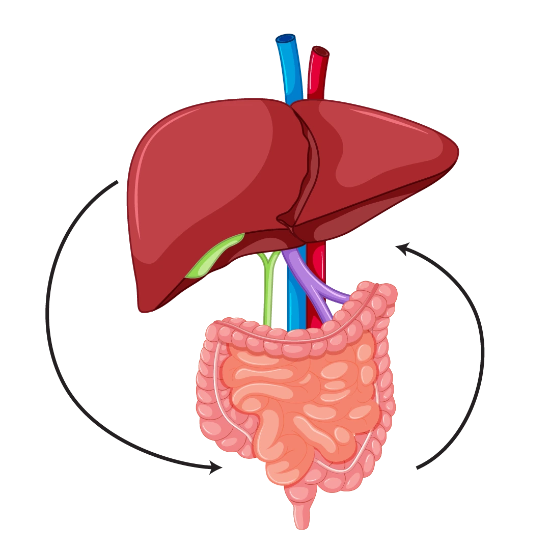 finessa liver